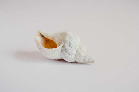 Shell cockleshell is isolated on white background, close up.の写真素材