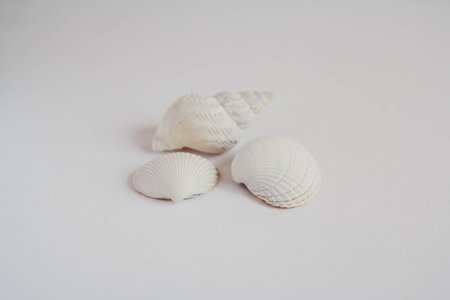 Shell cockleshell is isolated on white background, close up.