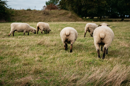 Flock of sheep grazing on green hills.の写真素材