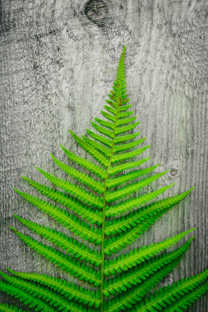 Green fern leaf on an old wooden background. Free for text.の写真素材