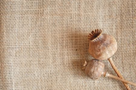 Dry opium poppy on linen fabric. Copy, empty space for text.