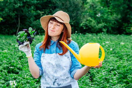 Beautiful woman farmer holds a bunch of basil and watering garden in a straw hat and surrounded by the many plants in her vegetable garden.の写真素材