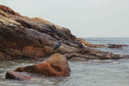 Gray heron stands on a stone towering above the water. Copy, empty space for text.の写真素材