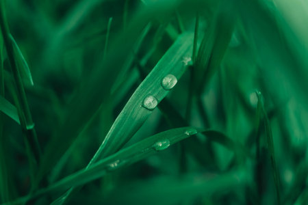Dew drops on the green grass close-up image. Fresh grass with dew drops. Copy, empty space for text.