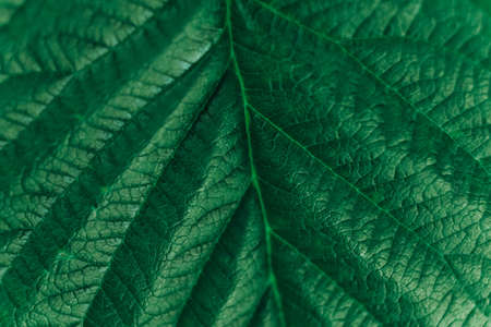 Texture of green leaf close-up image. Natural background, leaf fibers. Copy, empty space for text.の写真素材