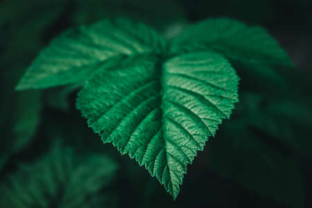 Green raspberry leaf close-up image. Copy, empty space for text ..の写真素材