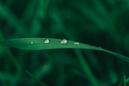 Dew drops on the green grass close-up image. Fresh grass with dew drops. Copy, empty space for text.の写真素材