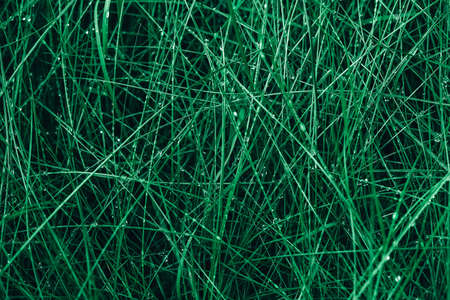 Fresh green grass with drops of dew as a background image. Top view. Copy, empty space for text.の写真素材