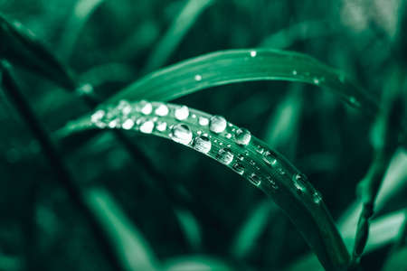 Dew drops on the green grass close-up image. Fresh grass with dew drops. Copy, empty space for text.の写真素材
