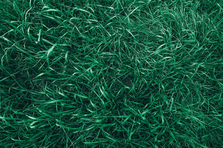 Fresh green grass with drops of dew as a background image. Top view. Copy, empty space for text.の写真素材