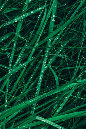Fresh green grass with drops of dew as a background image. Top view. Copy, empty space for text.の写真素材
