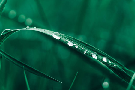 Dew drops on the green grass close-up image. Fresh grass with dew drops. Copy, empty space for text.