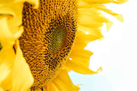 Sunflower detail isolated on white background. Copy, empty space for text.の写真素材