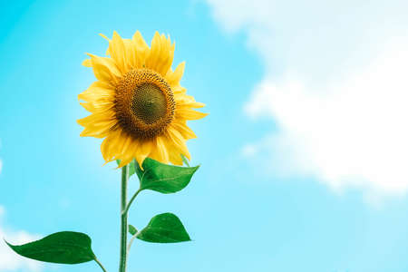 Blooming sunflower on a background blue sky. Copy, empty space for text.の写真素材