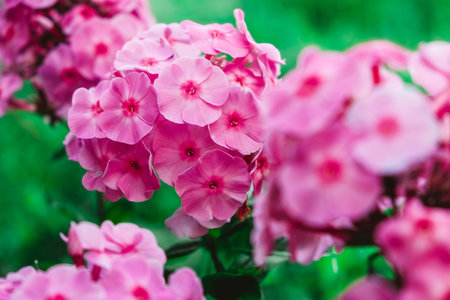 Pink phlox flowers on a background of green leaves. Garden flowers in soft pink shades. Copy, empty...