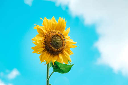 Blooming sunflower on a background blue sky. Copy, empty space for text.の写真素材