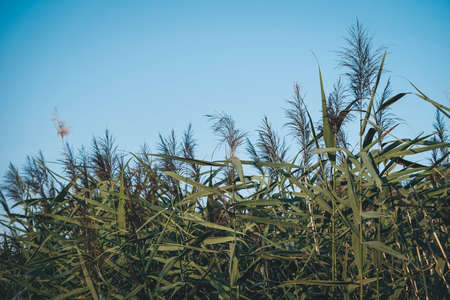 Green reeds on a background of blue sky. Copy, empty space for text.の写真素材