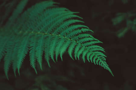 Freshness Green leaf of Fern on black background. Natural ferns pattern. Image close up. Copy, empty space for text.の写真素材