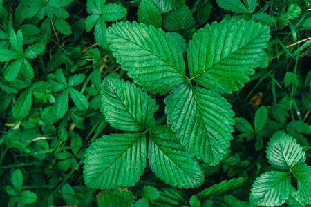 Green strawberry leaves as background. Beautiful texture of wet leaves. Top view. Copy space. Can use as banner.の写真素材