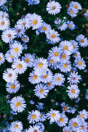 Blue camomiles on nature background. Top view. Copy, empty space for text.の写真素材