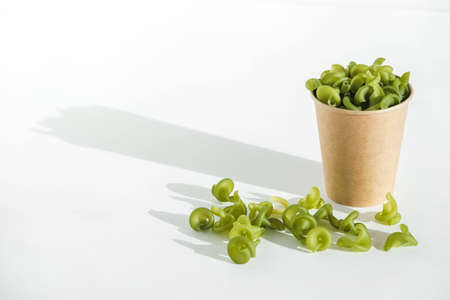 Green pasta in a disposable kraft paper cup on a white background. Copy, empty space for text.の写真素材