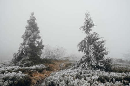 Winter trees in mountains covered with fresh snow. Copy, empty space for text.の写真素材