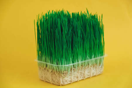 Sprouted green grass in a transparent plastic container on a yellow background. Copy, empty space for text.の写真素材