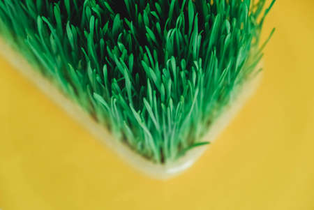 Sprouted green grass in a transparent plastic container on a yellow background. Top view. Copy, empty space for text.の写真素材