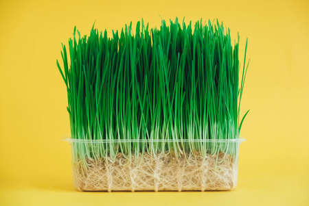 Sprouted green grass in a transparent plastic container on a yellow background. Copy, empty space for text.の写真素材