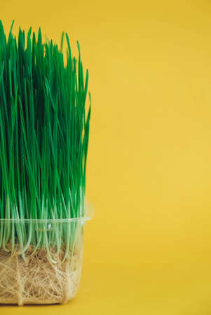 Sprouted green grass in a transparent plastic container on a yellow background. Copy, empty space for text.の写真素材