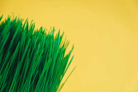 Fresh green grass on a yellow background. Copy, empty space for text.の写真素材