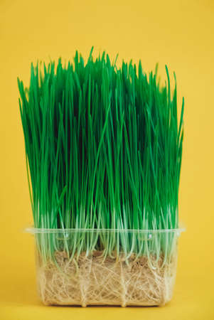 Sprouted green grass in a transparent plastic container on a yellow background. Copy, empty space for text.の写真素材