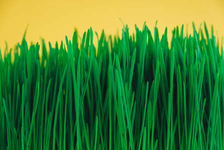 Fresh green grass on a yellow background. Copy, empty space for text.の写真素材