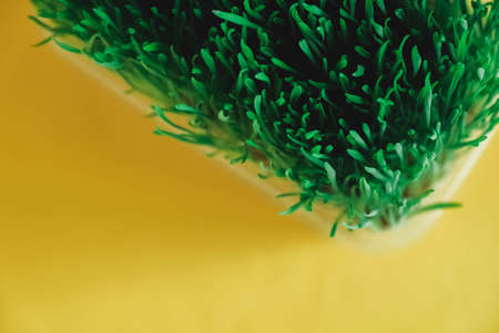 Sprouted green grass in a transparent plastic container on a yellow background. Copy, empty space for text.の写真素材