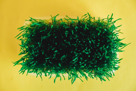 Sprouted green grass in a transparent plastic container on a yellow background. Top view. Copy, empty space for text.の写真素材