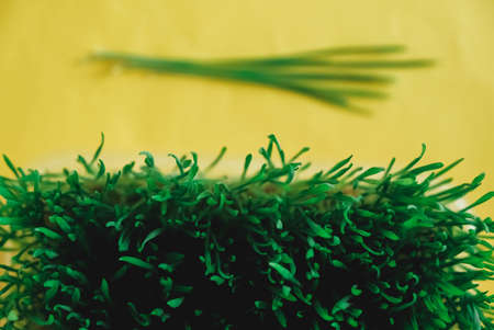 Sprouted green grass in a transparent plastic container on a yellow background. Top view. Copy, empty space for text.の写真素材