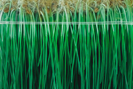 Fresh green grass planted in a transparent plastic container with roots as a background texture. Copy, empty space for text.の写真素材