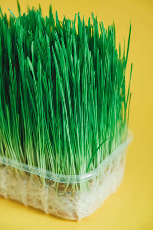 Sprouted green grass in a transparent plastic container on a yellow background. Copy, empty space for text.の写真素材