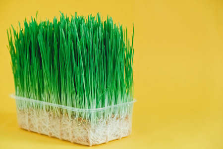 Sprouted green grass in a transparent plastic container on a yellow background. Copy, empty space for text.の写真素材