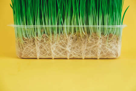 Sprouted green grass in a transparent plastic container on a yellow background. Copy, empty space for text.の写真素材