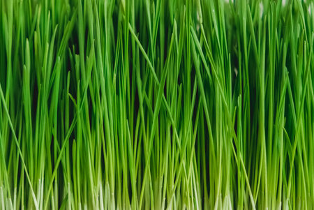 Fresh green grass as background texture. Copy, empty space for text.
