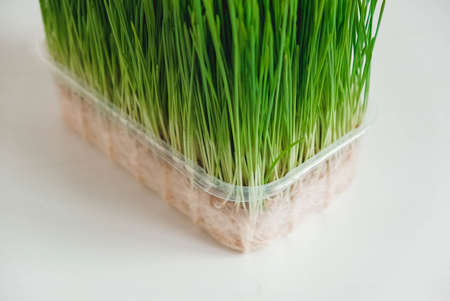 Grass sprouts in a transparent plastic container on a white background. Copy, empty space for text.の写真素材