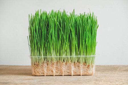 Fresh green grass in a transparent plastic container on a rustic wooden background. Copy, empty...