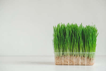 Grass sprouts in a transparent plastic container on a white background. Copy, empty space for text.の写真素材
