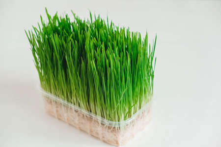 Grass sprouts in a transparent plastic container on a white background. Copy, empty space for text.の写真素材