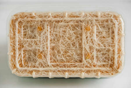 Roots of germinated grass in a transparent plastic container as a background texture. Copy, empty space for text.の写真素材