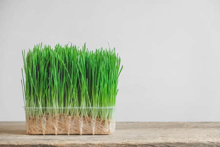 Fresh green grass in a transparent plastic container on a rustic wooden background. Copy, empty space for text.の写真素材