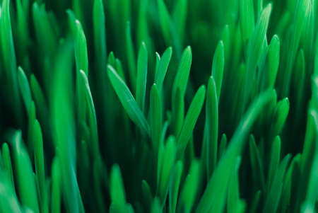 Fresh green grass as background texture. Copy, empty space for text.の写真素材