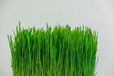 Fresh green grass on a white background. Copy, empty space for text.の写真素材