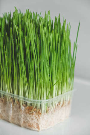 Grass sprouts in a transparent plastic container on a white background. Copy, empty space for text.の写真素材
